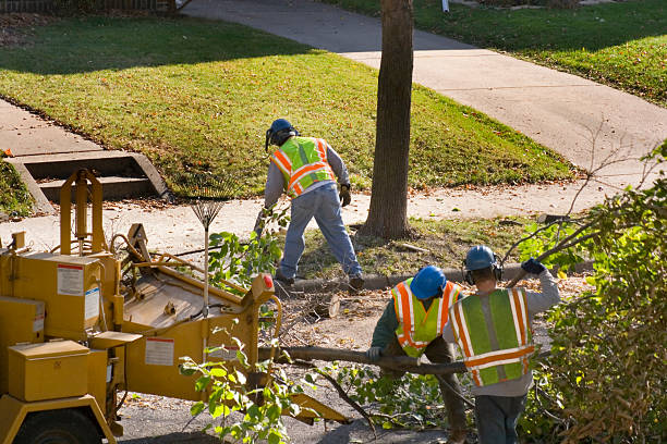 Best Lawn Watering Services  in Scottsdale, AZ